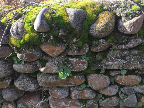 Free Images Natural Stone Wall Rock Moss Grass Non Vascular Land