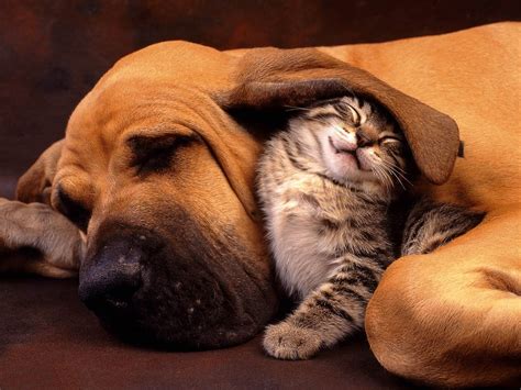 Free Download Cute Dog And Cat Wallpaper 5616x3744 For Your Desktop