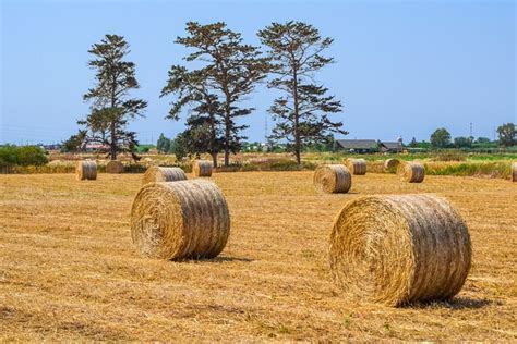 Hay Agriculture Straw Free Photo On Pixabay Pixabay