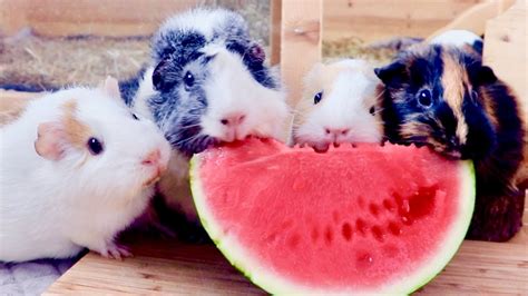 Guinea Pigs Eating Watermelon Youtube