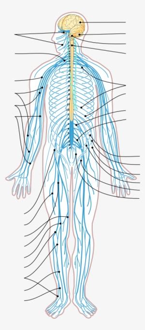 Peripheral nervous system, medical vector illustration diagram with. Well Labelled Diagram Of A Tilapia Fish PNG Image ...