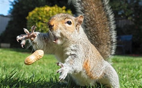 Squirrel Lawn Peanut Funny Animals Walnut Jump Rodent Hd