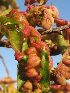 (6 days ago) my favorite natural homemade fruit tree spray is the one suggested by horticulturist and organic gardener howard garrett. Use this Bordeaux spray recipe to prevent leaf curl in ...