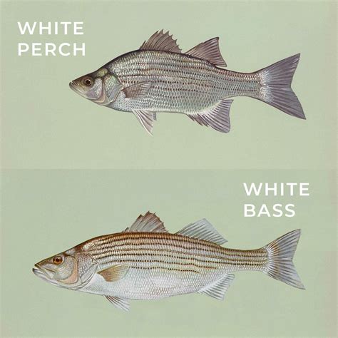 White Perch Vs White Bass A Quick Guide