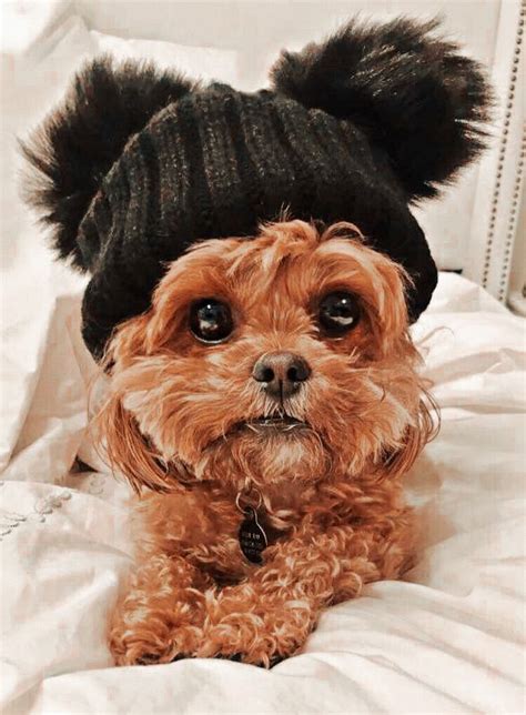 Aesthetic Puppy With Hat Pfp Cute Animals Cute Animals Images Cute