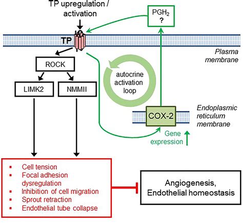 A Thromboxane A2 Receptor Driven Cox 2dependent Feedback Loop That