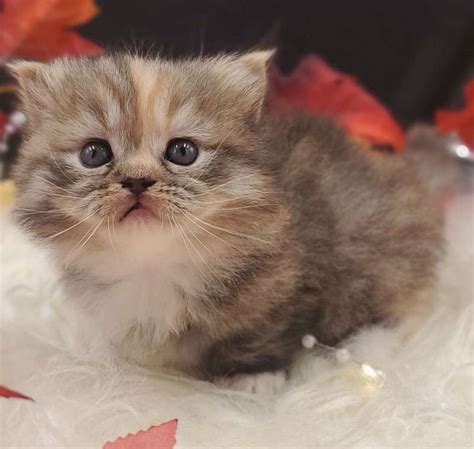 Munchkin Cats Available For Adoption In Florida