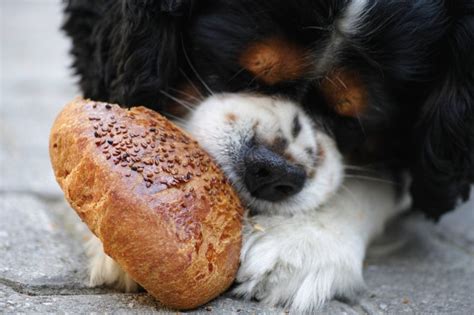 To be on the safe side and ensure that bread does not upset your pet's digestion, give them a few bits occasionally. Can Dogs Eat Bread? Types of Breads That Dogs Cannot Eat ...