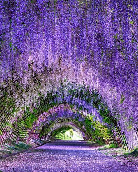 Conoce Cuáles Son Los Jardines Más Bellos De Kioto Japón