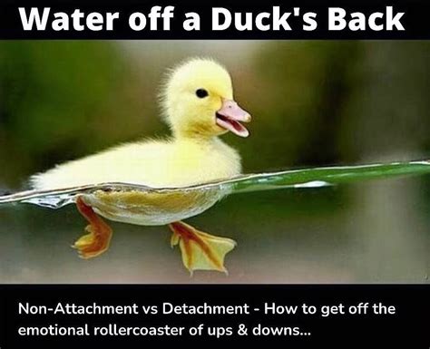 Water Off A Duck S Back
