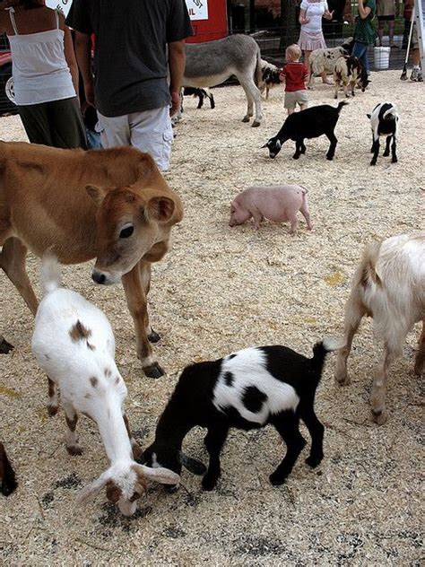 Animal farm petting zoo, manorville, ny. 14 best Petting Zoo Ideas images on Pinterest | Petting ...