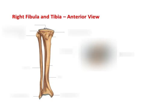 Right Fibula And Tibia Anterior View Diagram Quizlet