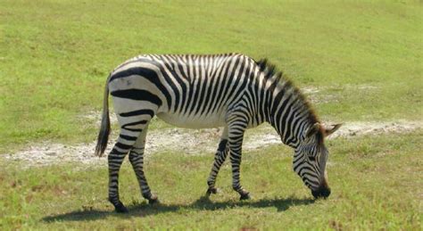 One of the most common zebra species is plains zebras that inhabits across southern ethiopia, angola and south africa. Where Do Zebras Live, Zebras Habitat