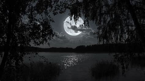 Black and white mystic concept for lenormand oracle tarot card. Full Moon Night Landscape With Forest Lake. Stock Footage ...