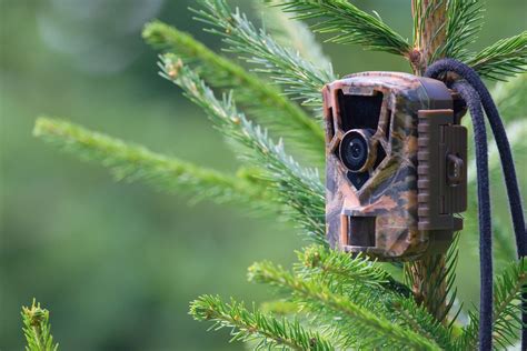 The Best Trail Camera In 2022 For Wildlife Photography And Nature