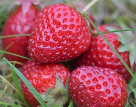 Le framboisier se cultive traditionnellement en plein champ, mais aussi en pleine terre au jardin fruitier ou dans les platebandes, et au jardin vertical (plantes palissées). Semer et cultiver des fraises : quand, comment et quelle ...