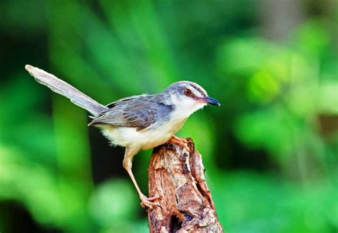 Check spelling or type a new query. Suara Burung Flamboyan Betina : Download Suara Burung ...