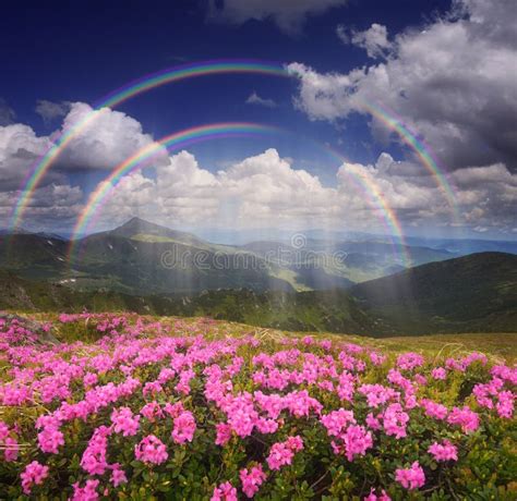 Rainbow Over The Mountain Flowers Stock Photo Image Of Natural