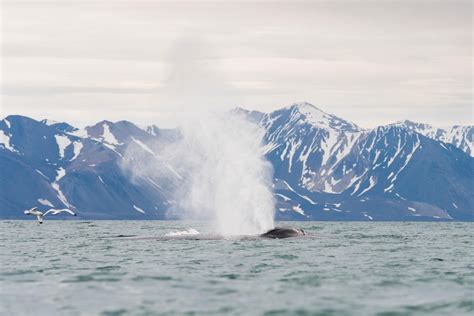 20 Facts About Svalbard That You Just Had No Idea About