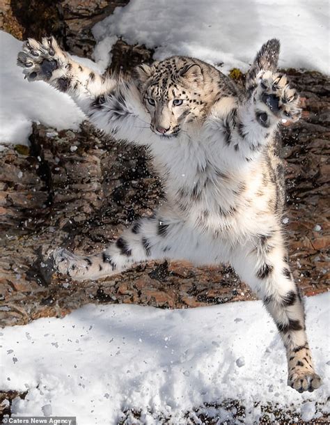 Jazz Hands Snow Leopard Leaps Through The Air With Its Paws