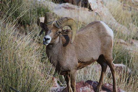 Nevadas State Animal Desert Bighorn Sheep Las Vegas Review Journal