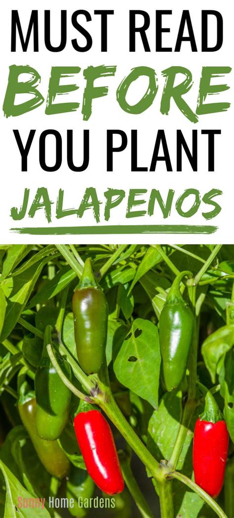 How To Grow Jalapeno Peppers Stuffed Peppers Growing Jalapenos