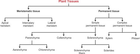 What Ia Plant Tissue And Its Types Biology