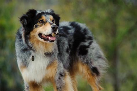She had a personality that was unbeatable and continues to pass this on through the many generations of puppies that follow her. Australian Shepherd Breed Information