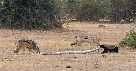Unbelievable Python Honey Badger And Jackal Fight Each Other