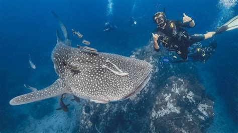 Diving With Whale Sharks In The Similan Islands