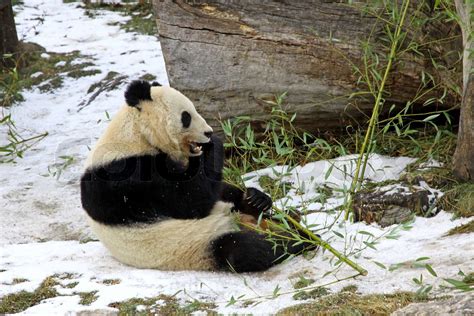 Giant Panda Bär Essen Bambusblatt In Wien Zoo Österreich Stock Bild