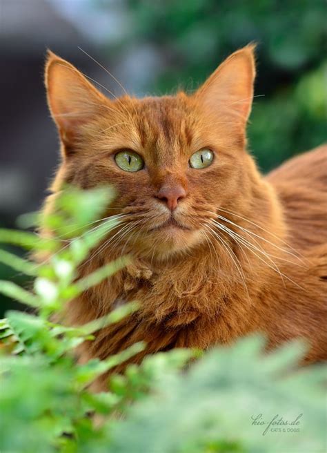 The 25 Best Ginger Cat Names Ideas On Pinterest Ginger