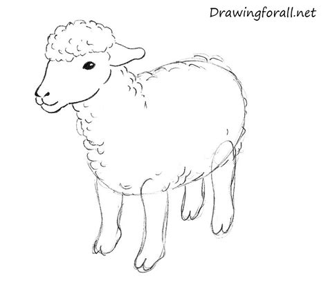 How To Draw A Sheep Step By Step Cotton Ball Sheep Step By Step Drawing