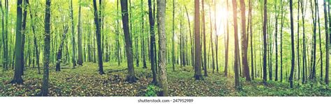 Panorama Green Summer Forest Stock Photo 247952989 Shutterstock