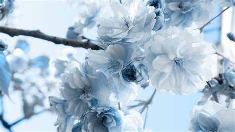 Download Blue Flowers Hd Wallpaper Background By Patriciazimmerman