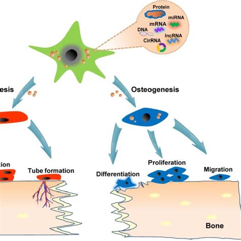 Schematic Presentation Of The Use Of Exosomes As Diagnostic Biomarkers