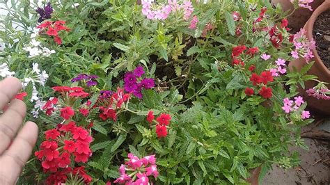 Deadheading Of Verbena Hollyhock Petunia Youtube