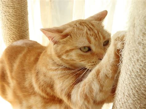 Declawing Cats Examining The Pros Cons And Alternatives