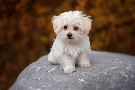 Top 10 Best Small Dog Breeds Foreblog