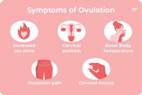 Ovulation Bleeding Vs Implantation Bleeding How Long Does It Last