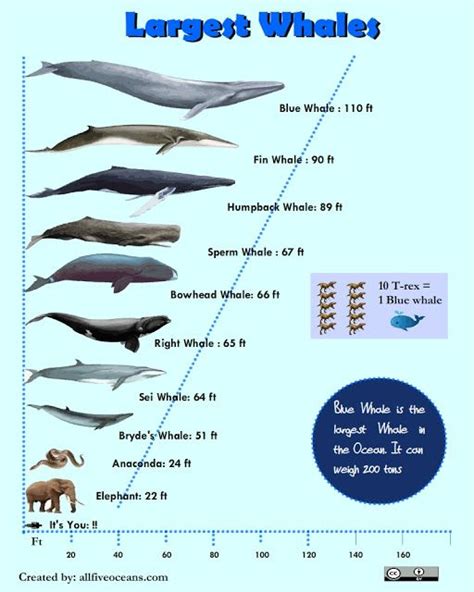 Infographic About Largest Whales On Earth Largest Whale Whale Big