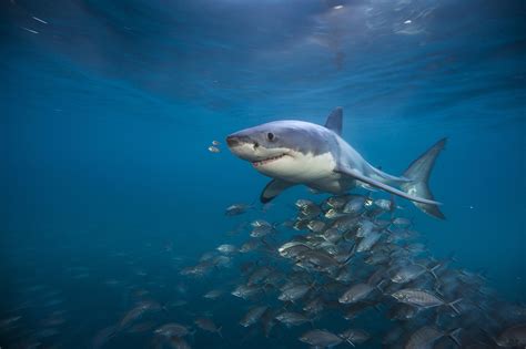 National Geographic Sharks Photos All Recommendation