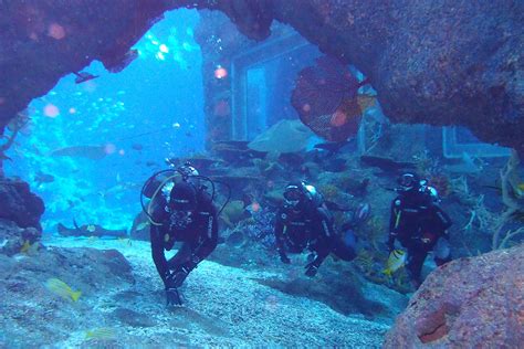 Discover Scuba Diving In Sharm El Sheikh 2 Dive At Ras Mohamed