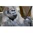 Calgary Zoo Introduces New Silverback Gorilla  660 NEWS