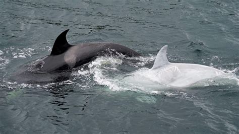 Rare White Killer Whale Spotted Off Coast Of Alaska