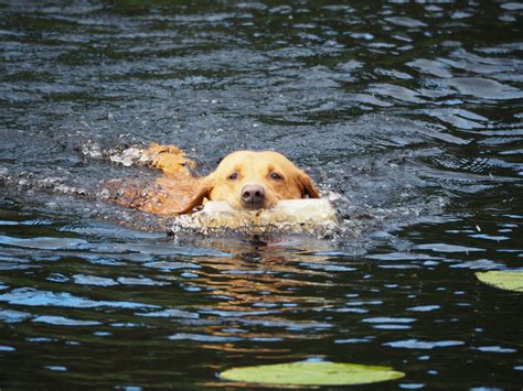 Free Images Swimming Golden Retriever Vertebrate Labrador