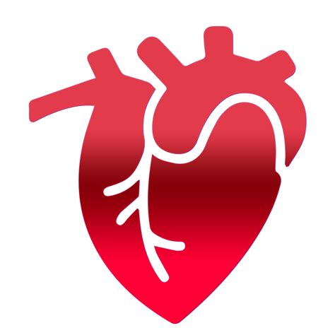 Human Heart Png Pngs For Free Download