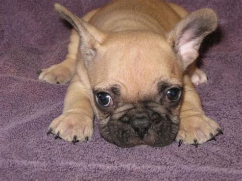 Get an in depth look at the french bulldog. Things I am Thankful For ~ Beautygirl24