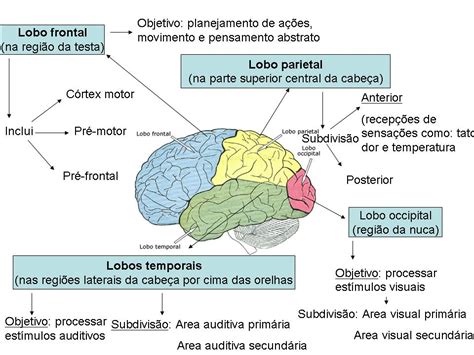 Neuropoint O Cérebro Em Foco O Córtex Cerebral Divisão Cortical E