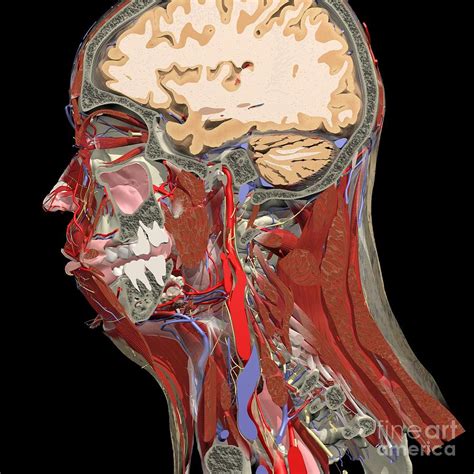 Sagittal Section Of The Head And Neck Photograph By Medical Images